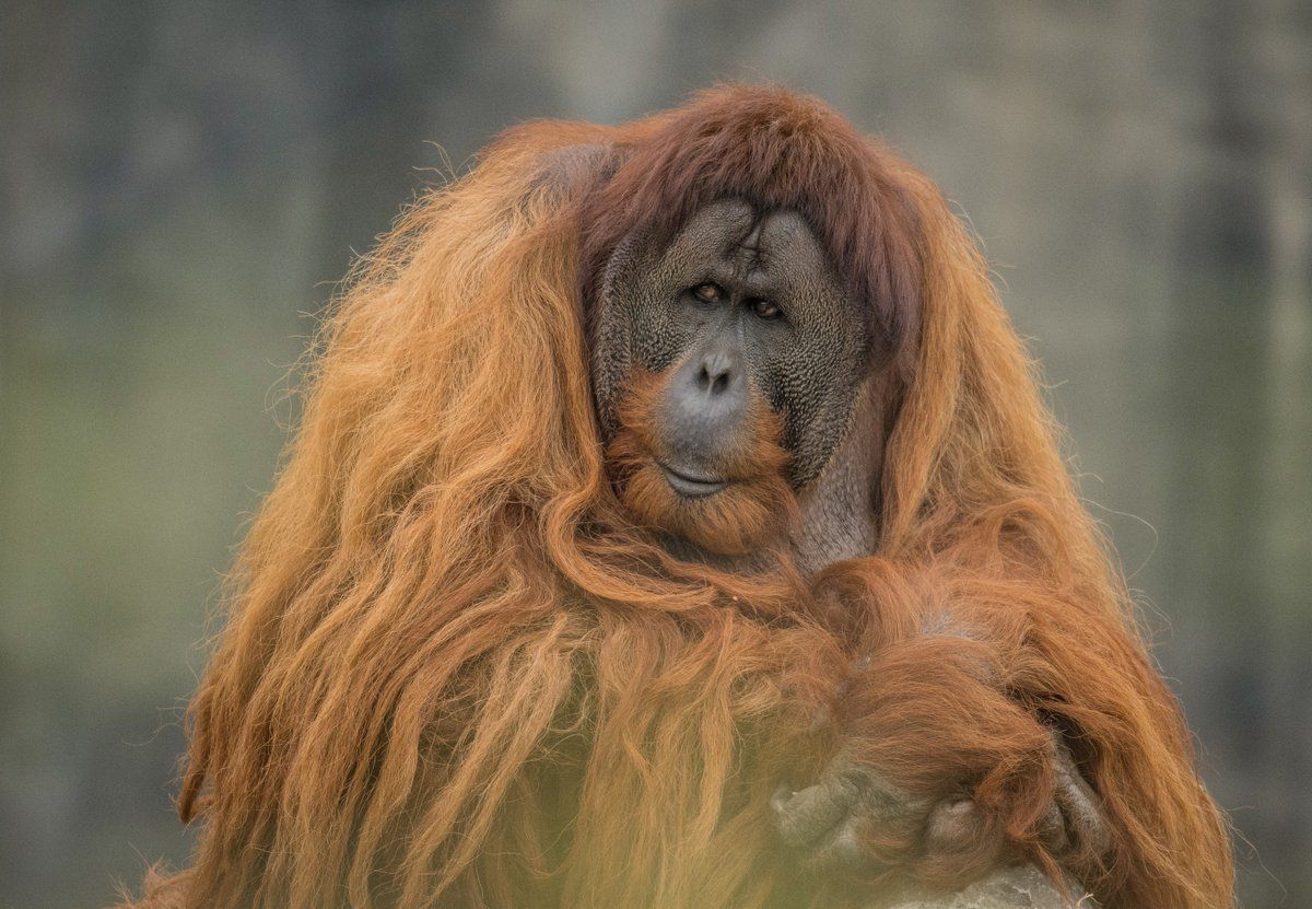 Foto: Chester Zoo/Twitter.