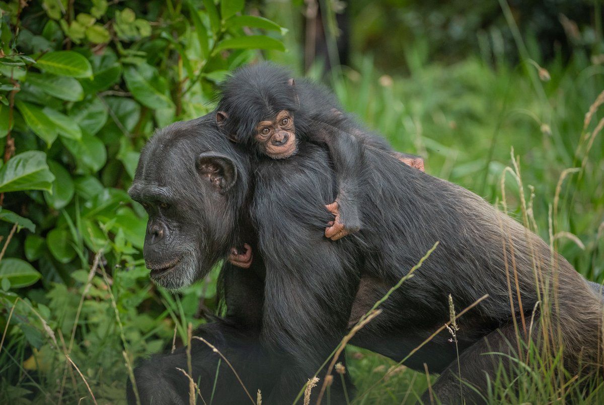 Foto: Chester Zoo/Twitter.