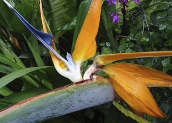 Guille likes to imagine stories of love with the Bird of Paradise, perhaps his preferred flower. Photo: Courtesy of the author.