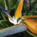 Guille likes to imagine stories of love with the Bird of Paradise, perhaps his preferred flower. Photo: Courtesy of the author.