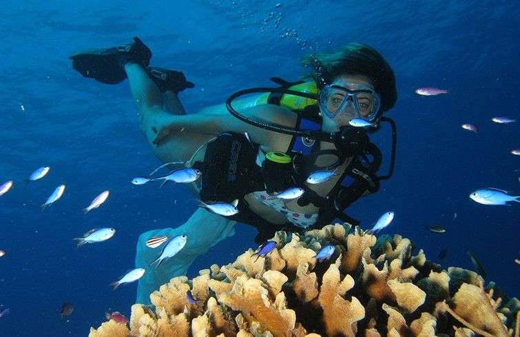 Cuban Underwater World In Photo Competition Oncubanews English