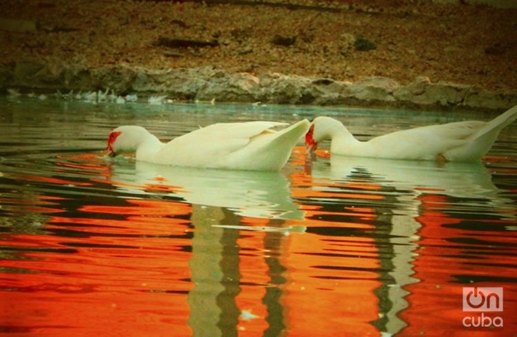 Ducks / Photo: Ernesto Herrera Pelegrino
