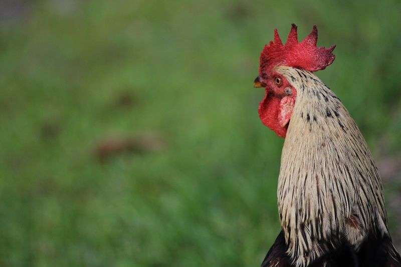 A rooster struts around in Santo Domingo. Ernesto Anaya moved to the village from a town called Cinco Palmas in 1990. Photo: Tracey Eaton