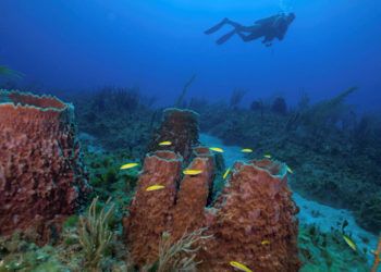 Sponge and coral communities in the Guanahacabibes National Park, Cuba. Photo: Jesse Cancelmo / Cuba’s Twilight Zone Reefs and Their Regional Connectivity.