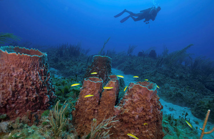 Sponge and coral communities in the Guanahacabibes National Park, Cuba. Photo: Jesse Cancelmo / Cuba’s Twilight Zone Reefs and Their Regional Connectivity.