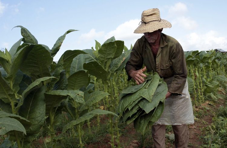 A worker collects tobacco leafs on a farm in San Juan y Martínez, in the province of Pinar del Río. Photo: Jorge Luis Baños / IPS.