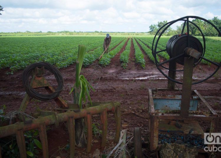 Bean cultivation in the state-run Cítricos Ceiba agricultural enterprise, in the Cuban province of Artemisa. Photo: Otmaro Rodríguez.