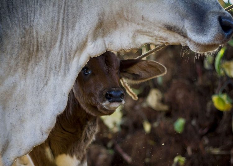 A cow and its calf in Cuba. Photo: Fernando Medina.