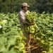 Mexican day laborers picking tobacco in North Carolina. Photo: nacion321.com