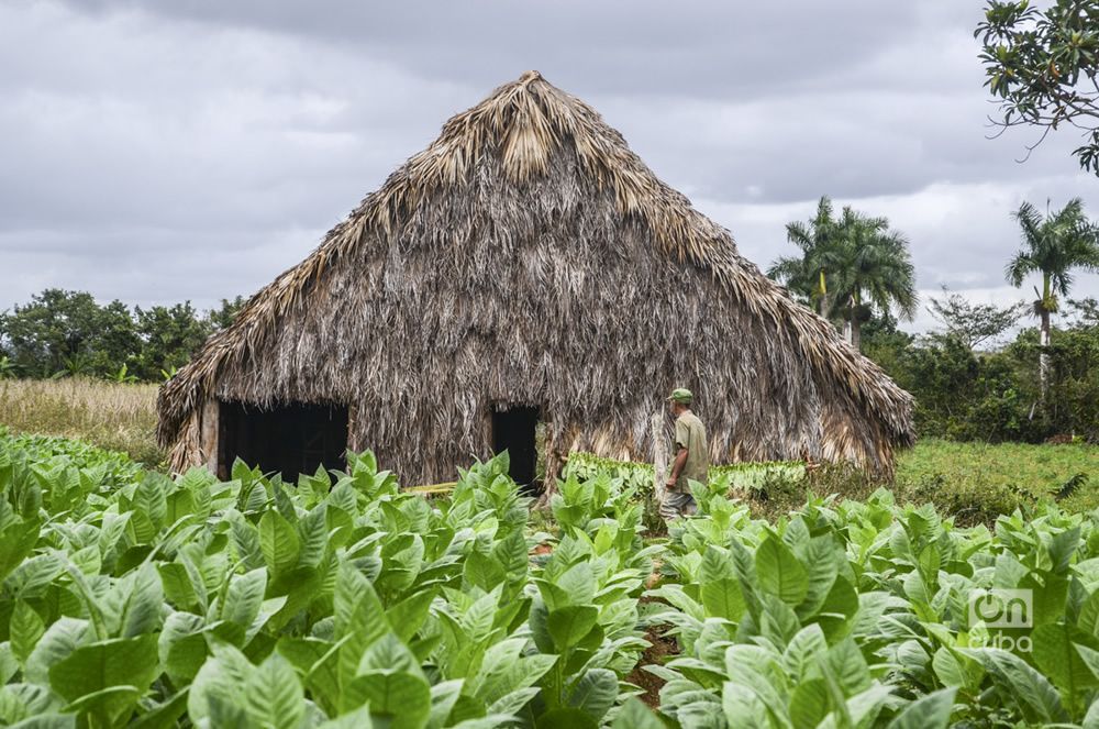 Cuba develops technique to obtain green layers of tobacco after drying