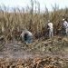 Sugar harvest in Cuba. Photo: Maite Corsín.