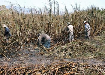 Sugar harvest in Cuba. Photo: Maite Corsín.