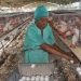 Poultry barn in Cuba. Photo: Yesmani Vega / periodicovictoria.cu