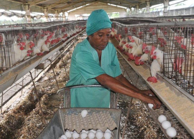 Poultry barn in Cuba. Photo: Yesmani Vega / periodicovictoria.cu