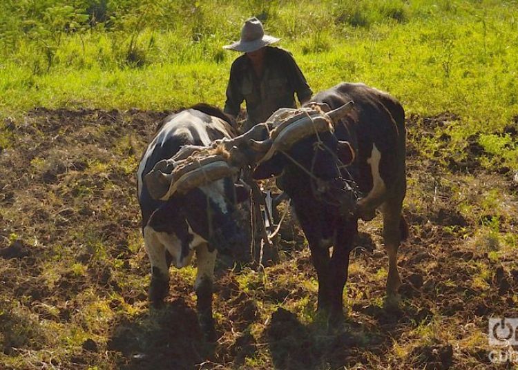 In this archive image, a farmer uses oxen to plow the land in Cuba. Photo: Otmaro Rodríguez.