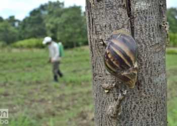 The giant African snail has rapidly spread throughout Cuba. Photo: Otmaro Rodríguez / Archive.