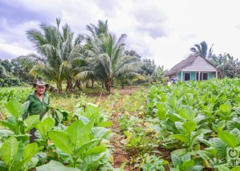 Tobacco plantation in Viñales, Pinar del Río. Photo: Kaloian / Archive.