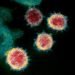 Photo taken through a microscope of the coronavirus that causes COVID-19.