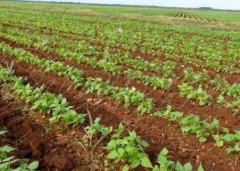 Bean cultivation in Cuba. Photo: granma.cu