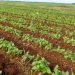 Bean cultivation in Cuba. Photo: granma.cu