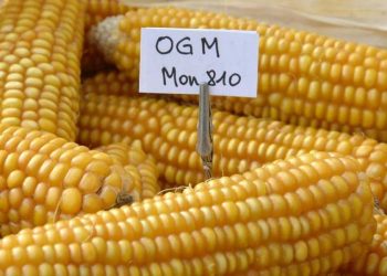 GM maize. Photo: leisa-al.org