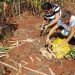 Usufructuaries collect cassava harvest in Camagüey. Photo: YouTube.