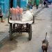 The pandemic has affected economies and aggravated the already existing crises, as in the case of Cuba, where the cyclical shortage in state stores keeps its inhabitants constantly on the hunt for essential items. Photo: Otmaro Rodríguez