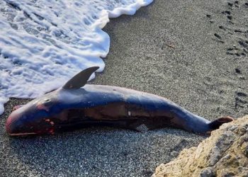 Cetacean found in Cuban beach
