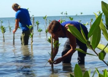 Cuban Environment: mangrooves