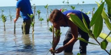 Cuban Environment: mangrooves