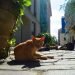 Animal in the streets of Havana