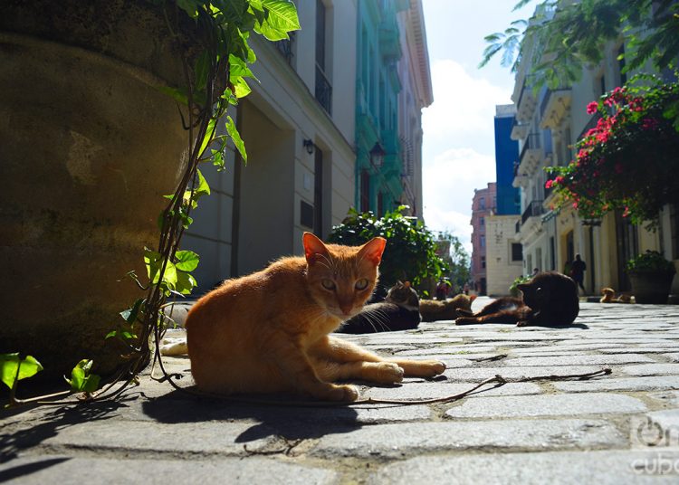 Animal in the streets of Havana