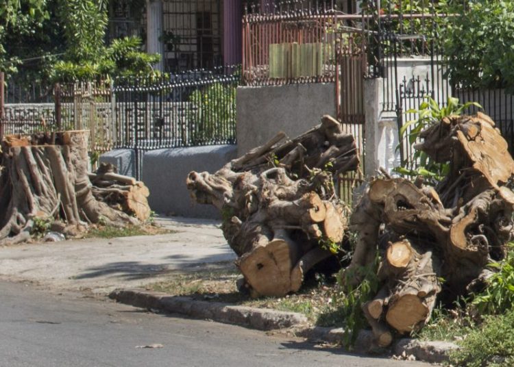 Tree felled in the vicinity of 19 and 8, Vedado, denounced by the Facebook group Habana Verde. Photo: Yoel Rodríguez