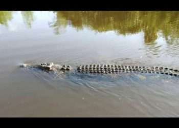 Cuban crocodiles