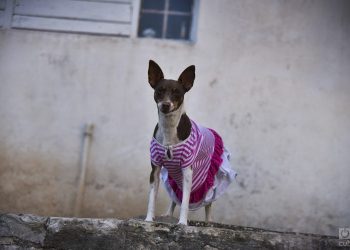 Pet in Cuba during winter
