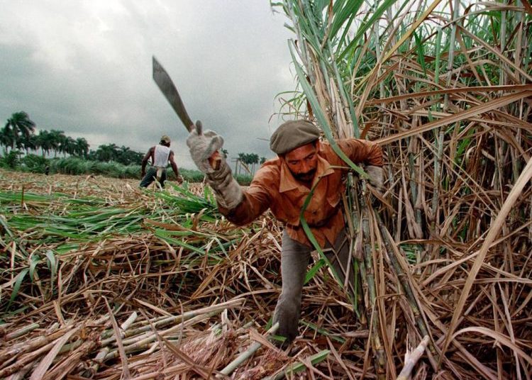 A Cuban cane cutter in the middle of the harvest. | Photo: Cubaencuentro.