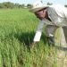 Rice farming in Cuba.