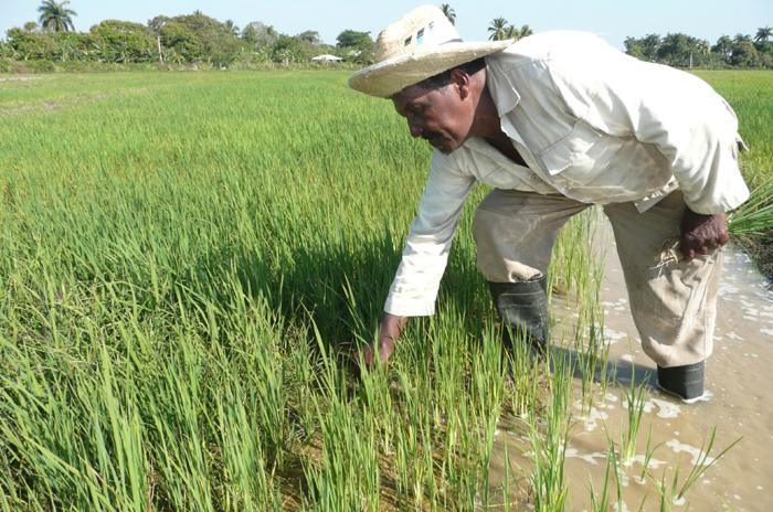 Rice farming in Cuba.