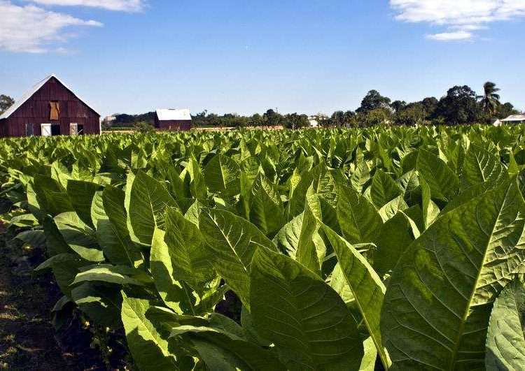 Tobacco plantation in Cuba. t Tobacco curing houses
