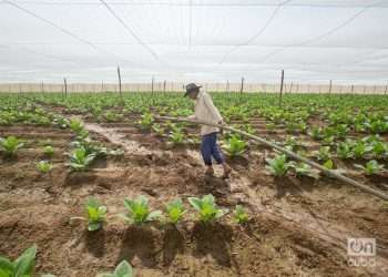 A worker irrigates the tobacco crop in Pinar del Río, February 2023. Photo: Otmaro Rodríguez.