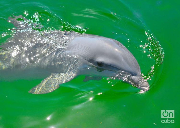 A dolphin at the Cayo Santa María Dolphinarium, in Villa Clara. Photo: Otmaro Rodríguez.