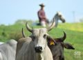 Livestock and agriculture in Cuba. Bull in Cuba