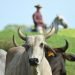Livestock and agriculture in Cuba. Bull in Cuba