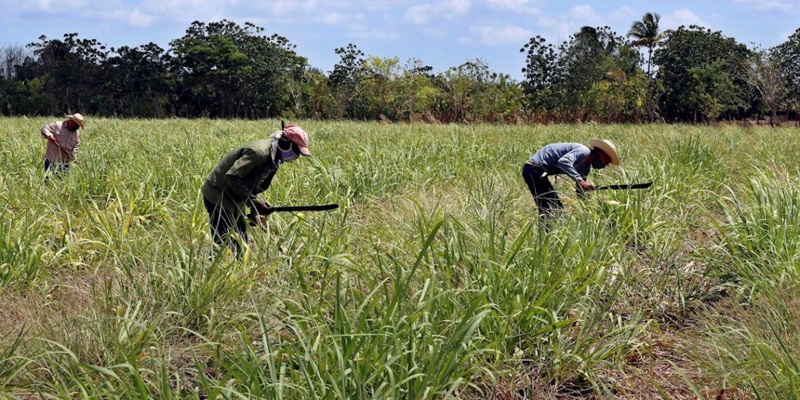 Farmers work in a sugar cane crop, on April 29, 2021 in Madruga, Mayabeque (Cuba). Photo: Ernesto Mastrascusa/EFE/Archive.
