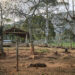 Pork production in Cuba. Photo: Néster Núñez.