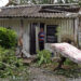 A man observes the roof of his house destroyed after the passage of Hurricane Rafael, in the province of Artemisa. Photo: Ernesto Mastrascusa/EFE.