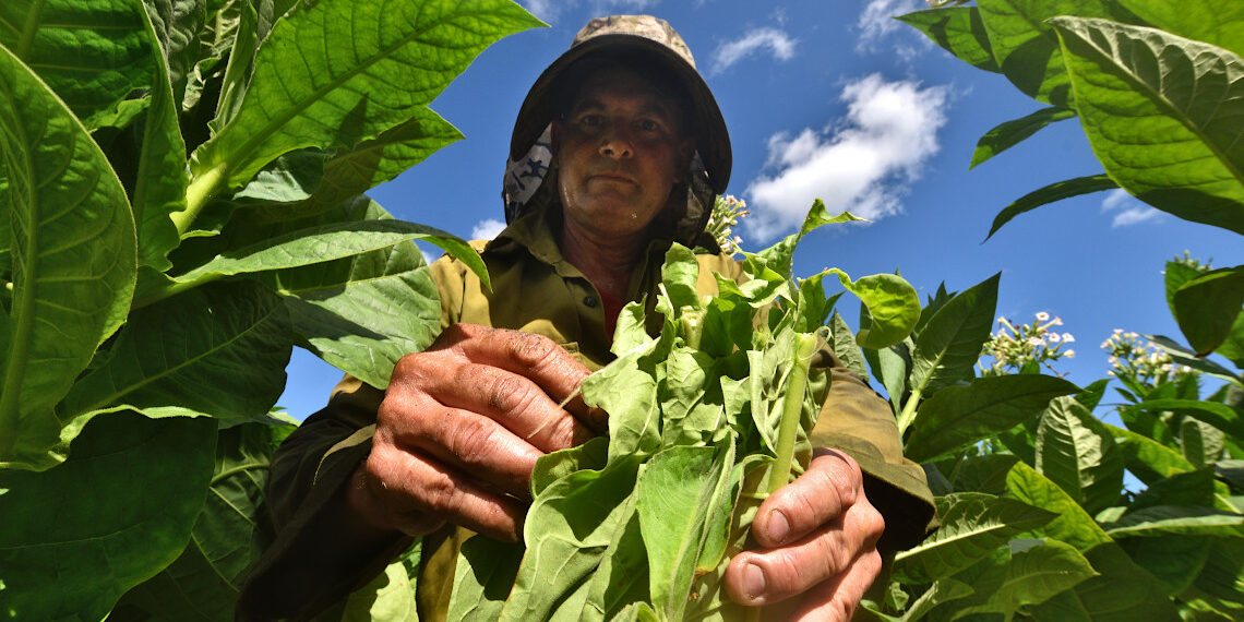 Harvesting tobacco leaves in San Juan y Martínez, Pinar del Río. Photo: Otmaro Rodríguez.