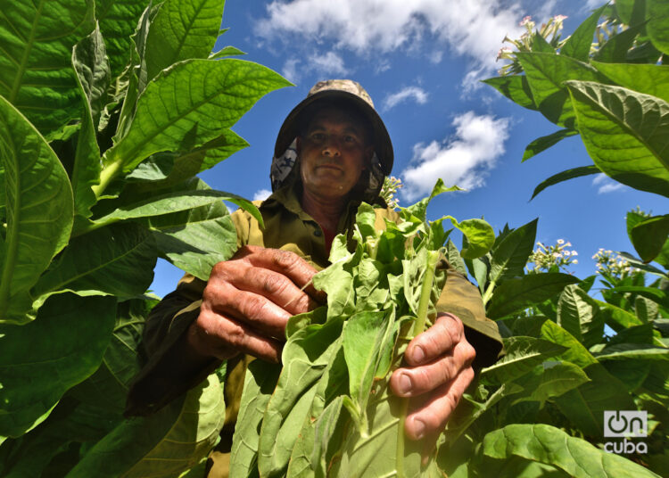 Harvesting tobacco leaves in San Juan y Martínez, Pinar del Río. Photo: Otmaro Rodríguez.