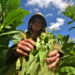 Harvesting tobacco leaves in San Juan y Martínez, Pinar del Río. Photo: Otmaro Rodríguez.