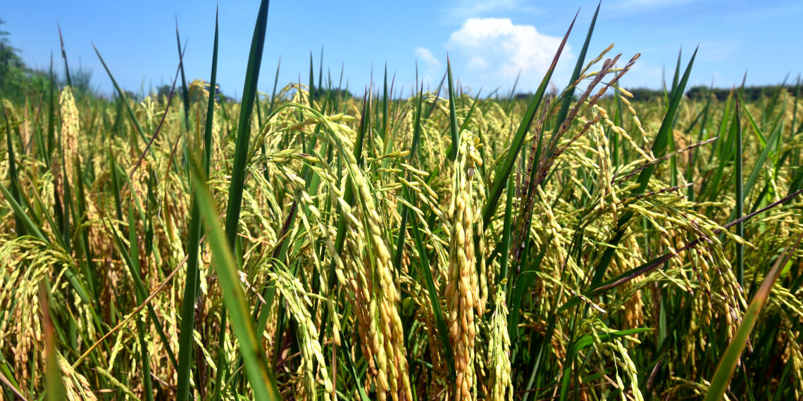 Rice plantation in Los Palacios, Pinar del Río. Photo: Otmaro Rodríguez.